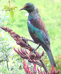 A tui on a flax flower