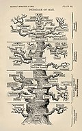 L'Arbre de la Vida il·lustrat per Ernst Haeckel a L'evolució de l'home (1879) representa la concepció del segle XIX que l'evolució era un procés progressiu que conduïa a l'home.