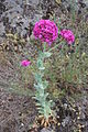 Silene hypanica wordt alleen in het Nationaal Park Boezky Hard gevonden.