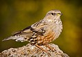 Тинівка альпійська (Prunella collaris)