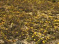 Buschige Kapringelblume (Dimorphotheca sinuata) am Naturstandort