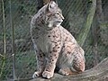 Ilinksi Lynx lynx
