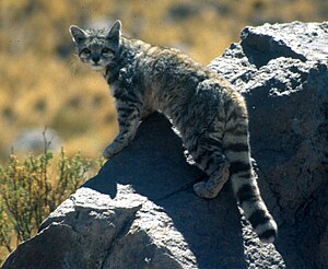 Aan Bierich-Kat (Leopardus jacobita)