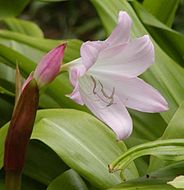 Crinum moorei