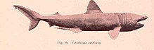 Ilustrace bokorysu žraloka velikého s částečně otevřenou tlamou. Zadní ploutev má tvar polokoule s větší horní částí. Druhá hřbetní a řitní ploutev jsou malé, ocas je opatřen kýlem. Hřbetní ploutve jsou velké, trojúhelníkové, s tupým zakončením.