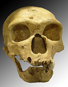4. estaia: Neandertal europar klasikoa (La Chapelle-aux-Saints 1, orain dela 50.000 urte).