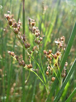 Baltijas donis (Juncus balticus)