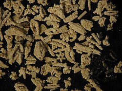 fossiele kranswiertakjes uit Holocene Moeraskalk bij de Ronde Hoep