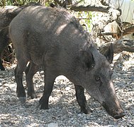 Mistreț anatolian (Sus scrofa libycus)