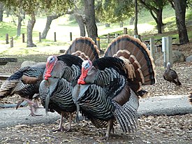 Индейки (Meleagris gallopavo) в парке округа Сан-Луис-Обиспо (Калифорния, США)