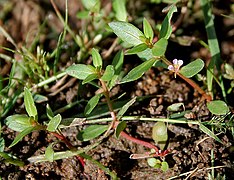 Rotala species