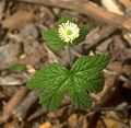 Hydrastidoideae: Hydrastis canadensis