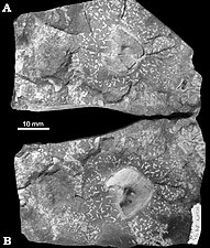 Mesosaurid fossils