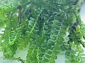 Plagiochila asplenioides, a leafy liverwort.