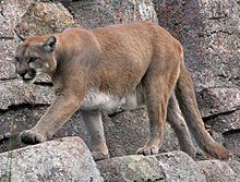 Puma americká kráčející na skále