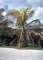 A palm tree dying of lethal yellowing phytoplasma