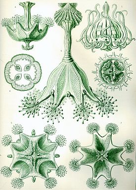 Pikarimeduusoita Haeckeliin Kunstformen der Natur -teoksessa (1904)