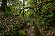 Old passage in the laurel forest