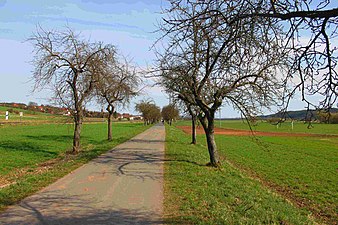 Der Main-Radweg durch eine Obstbaumallee bei Mainklein