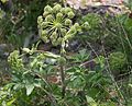 4621 Voss fjellkvann Angelica archangelica ssp. archangelica