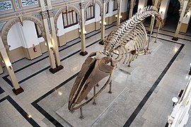 Esqueleto de la ballena Greta, Museo Nacional de Historia Natural de Chile