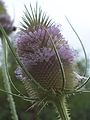 Dipsacus fullonum (capítol)