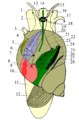 Schéma anatomie samce předožábrého plže