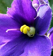 Violeta africana