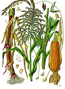 Illustration depicting both staminate and pistillate flowers of maize (Zea mays)