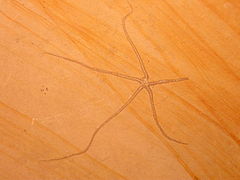 Fossile d'ophiure.