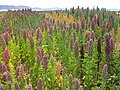 Image 15Quinoa field near Lake Titicaca. Bolivia is the world's second largest producer of quinoa. (from Economy of Bolivia)