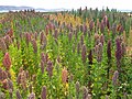 Image 18Quinoa field near Lake Titicaca. Bolivia is the world's second largest producer of quinoa. (from Economy of Bolivia)