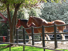 Deux chevaux marrons derrière une barrière, portant des licols rouges et regardant avec attention.