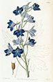 Delphinium speciosum (The Botanical Register 1832)
