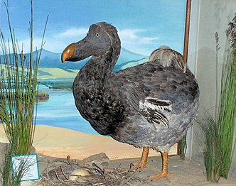 «Didie», el dodo que apareix al costat de la rèplica de l'ou (l'ou real està guardat al museu). Museu East London, Sud-àfrica