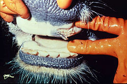 أعراض الحمى القلاعية في فم بقرة مصابة بالمرض.