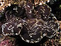 深褐色巨蛤