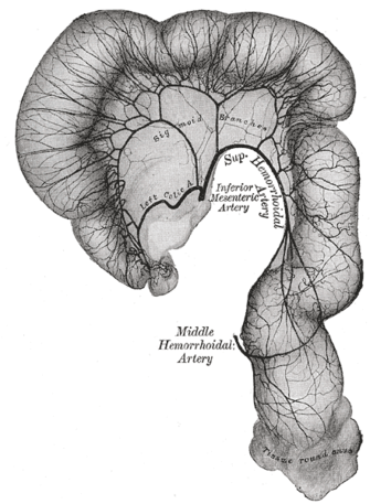 Сигмовидная кишка и прямая кишка. Распределение ветвей нижней брыжеечной артерии и их анастомозов. (Нижняя брыжеечная артерия отмечена в центре (англ: Inferior mesenteric artery )