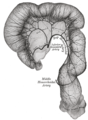 Sigmoid kolon dan dubur, menunjukkan taburan cabang bagi arteri inferior mesenteric dan anastomosesnya.
