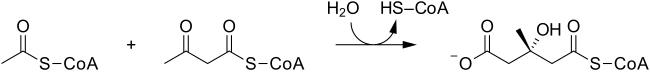 HMG-CoA synthase reaction