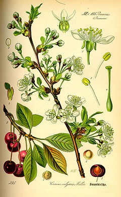 Description de l'image Illustration Prunus cerasus0.jpg.