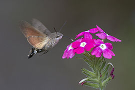 Macroglossum stellatarum