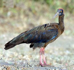 Juodasis ibis (Pseudibis papillosa)