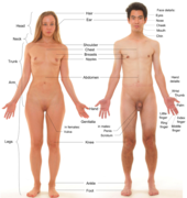 Photograph of an adult female human, with an adult male for comparison. The pubic hair of both models is removed.