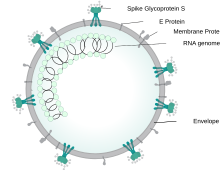 Figure of a spherical SARSr-CoV virion showing locations of structural proteins forming the viral envelope and the inner nucleocapsid