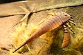 Ракоскорпион Eurypterus