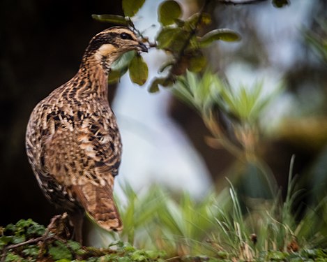 Female koklass pheasant (Pucrasia macrolopha)