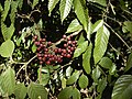L. indica плоды и листья.