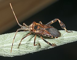 Hemiptera 104 000