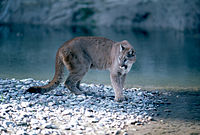 Though cougars are present in Grand Teton, they are rarely seen.